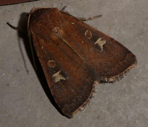 Réf. 267 187 : Xestia xanthographa